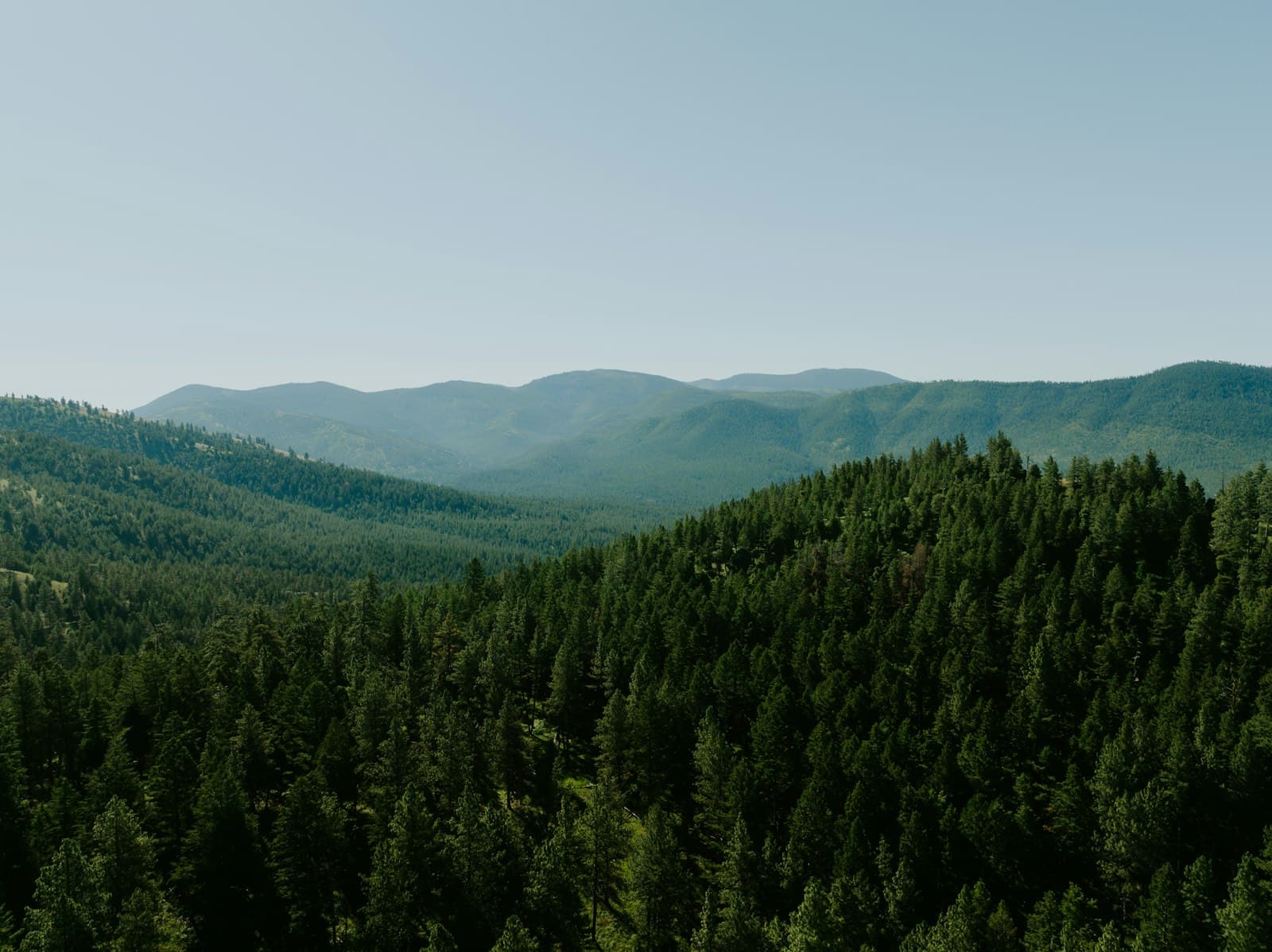 Missoula — a large forest of trees