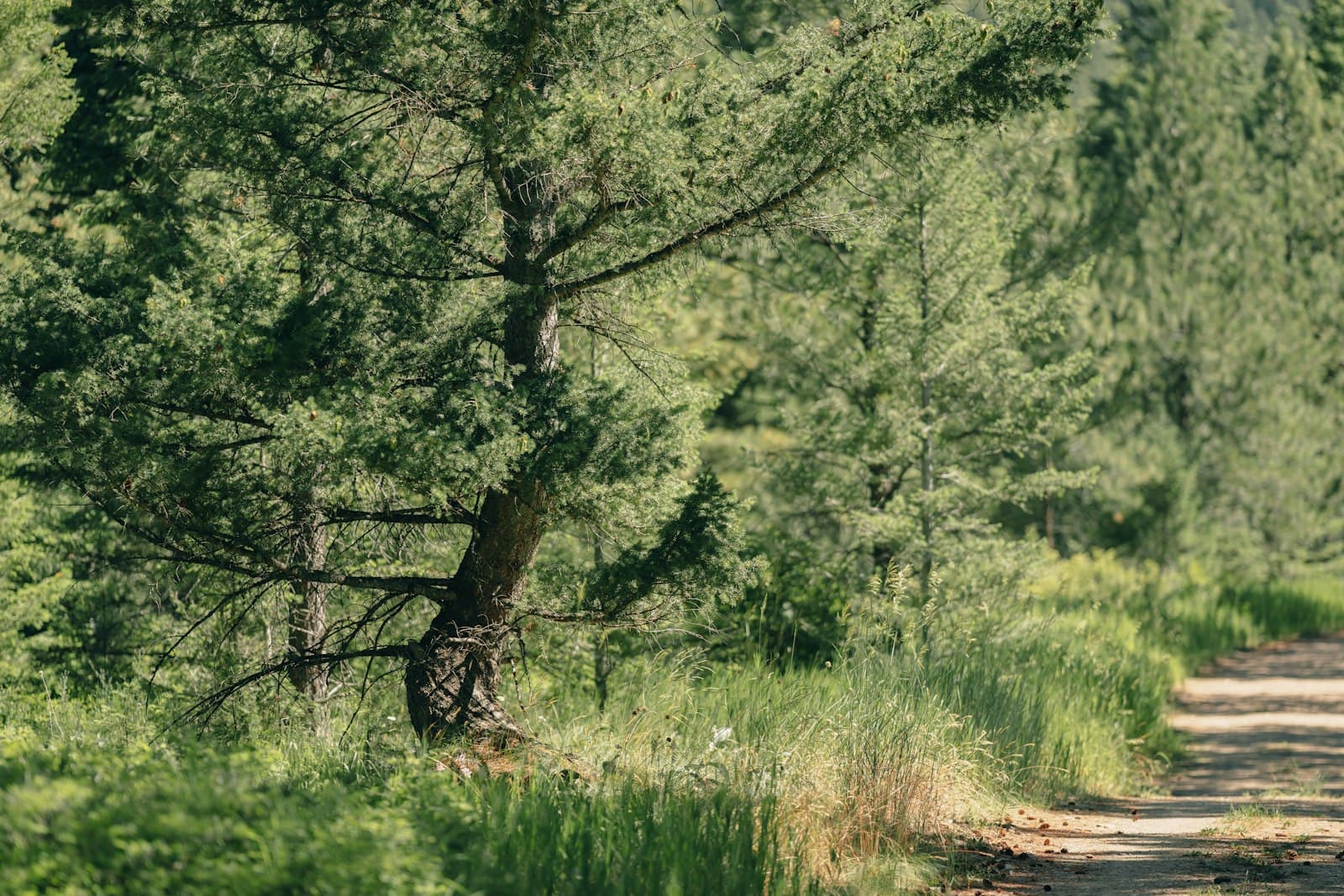 Missoula — a tree in a forest