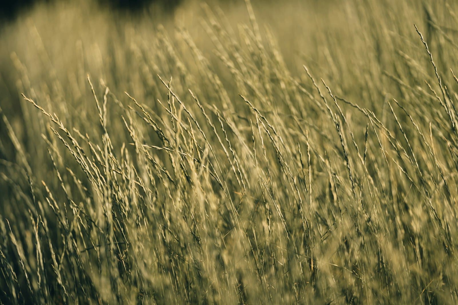 Missoula — a field of grass
