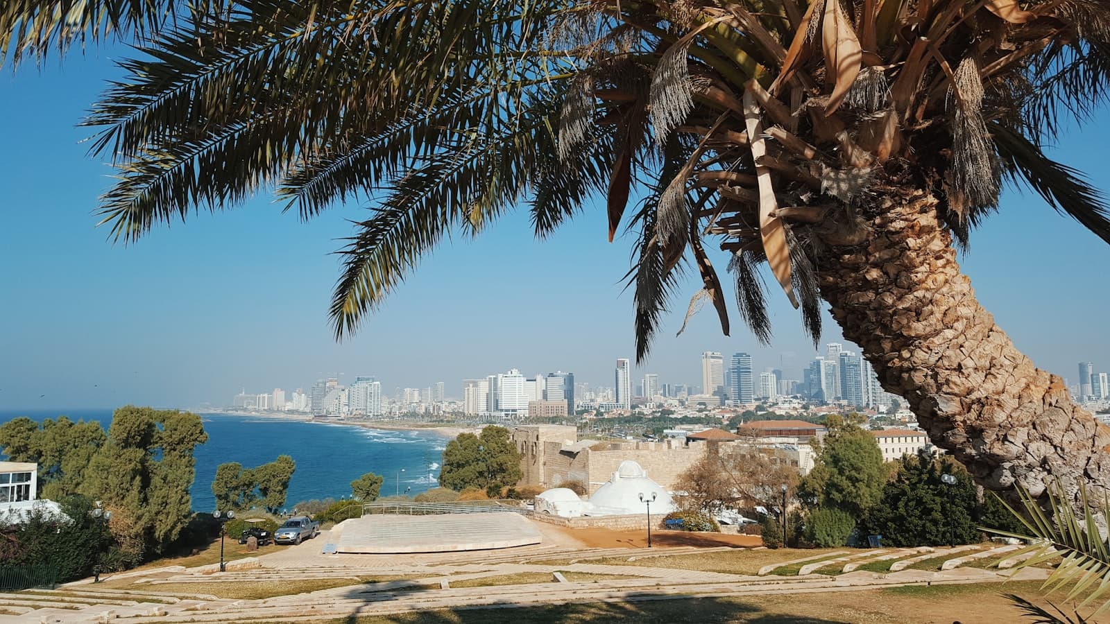 Mitzpe Ramon — green palm tree