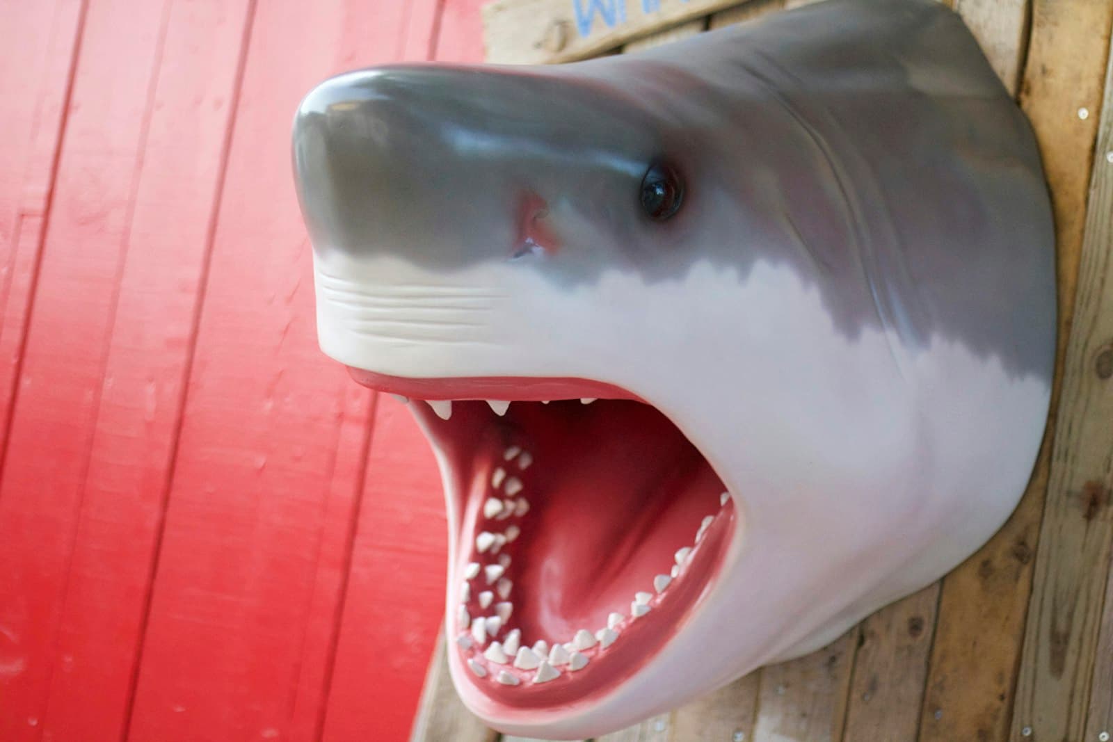 Moncton — white shark on red wooden surface