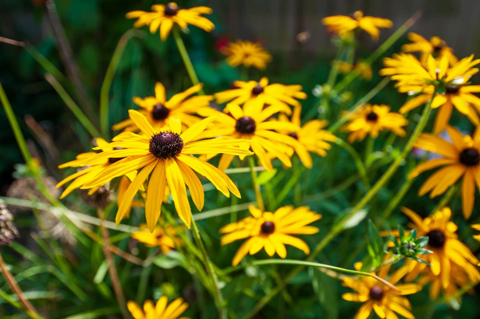 Monmouth — a bunch of yellow flowers in a garden