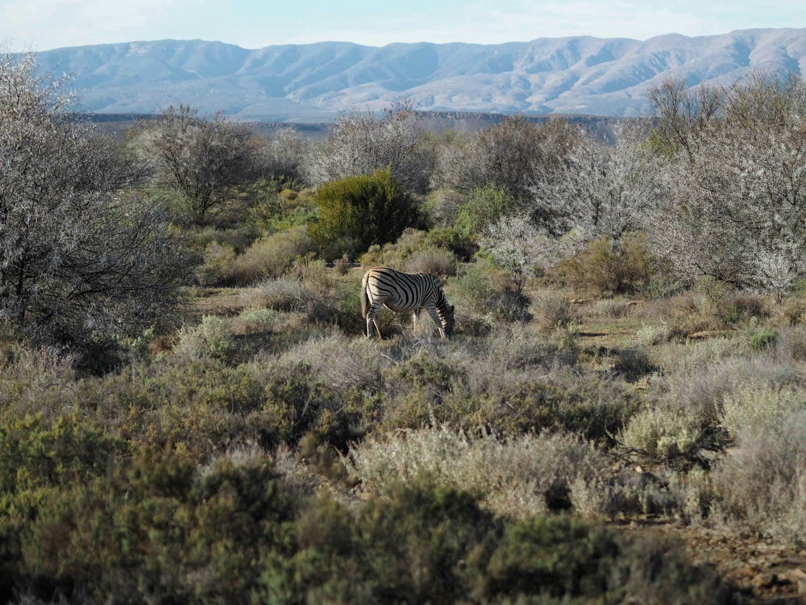 Montagu — zebra on green grass field during daytime