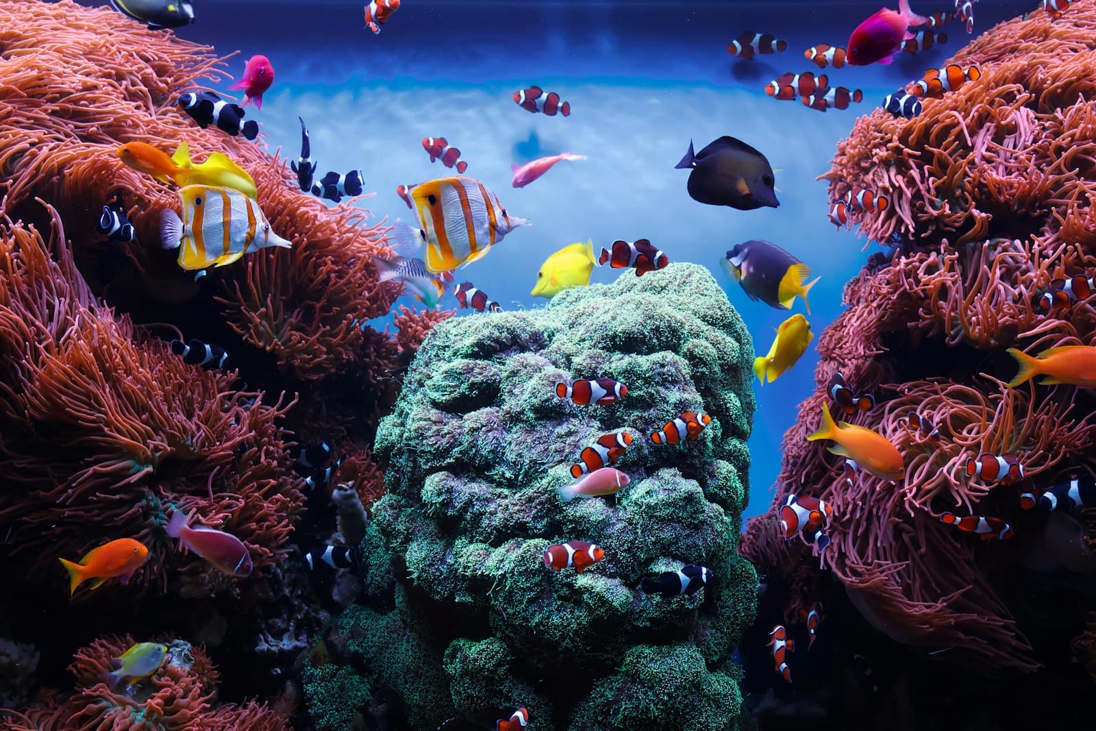 Monterey — An aquarium filled with lots of different types of fish