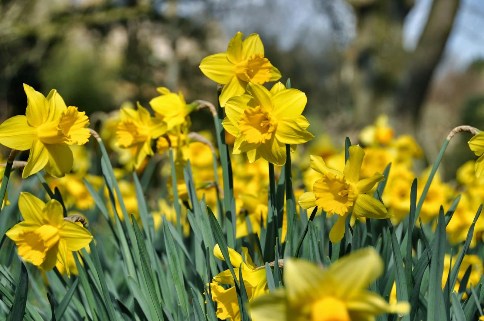 Moreton-in-Marsh — A bunch of yellow flowers that are in the grass