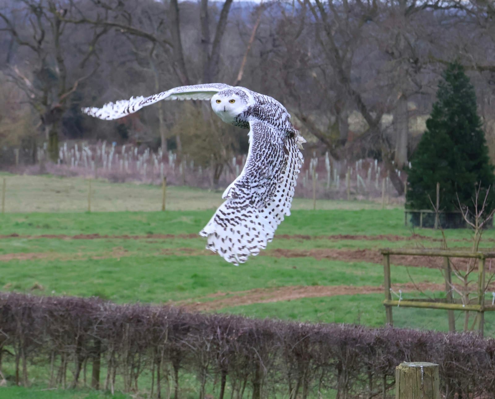 Moreton-in-Marsh — a white owl flying over a lush green field