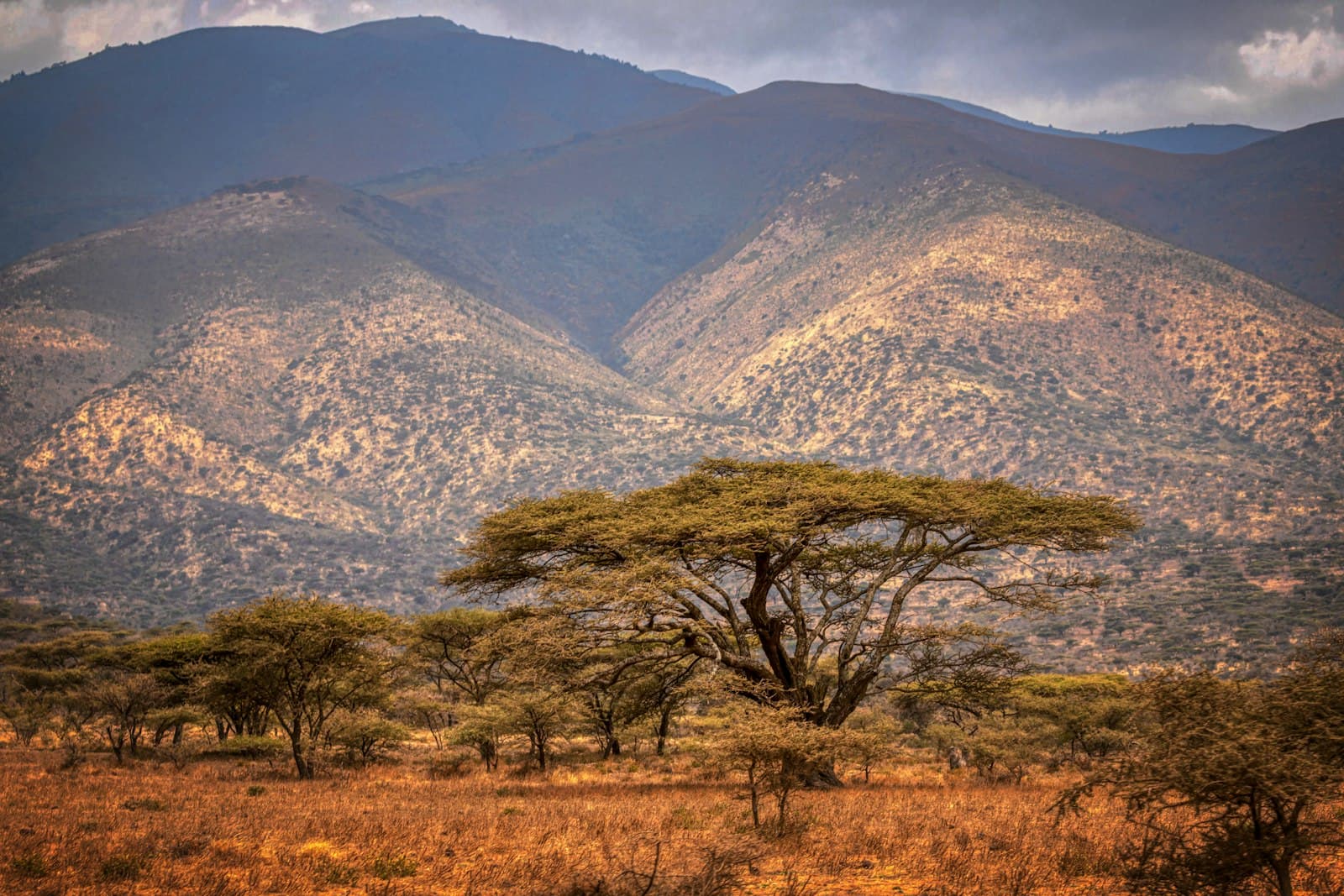 Moshi — green trees on brown grass field near mountain during daytime