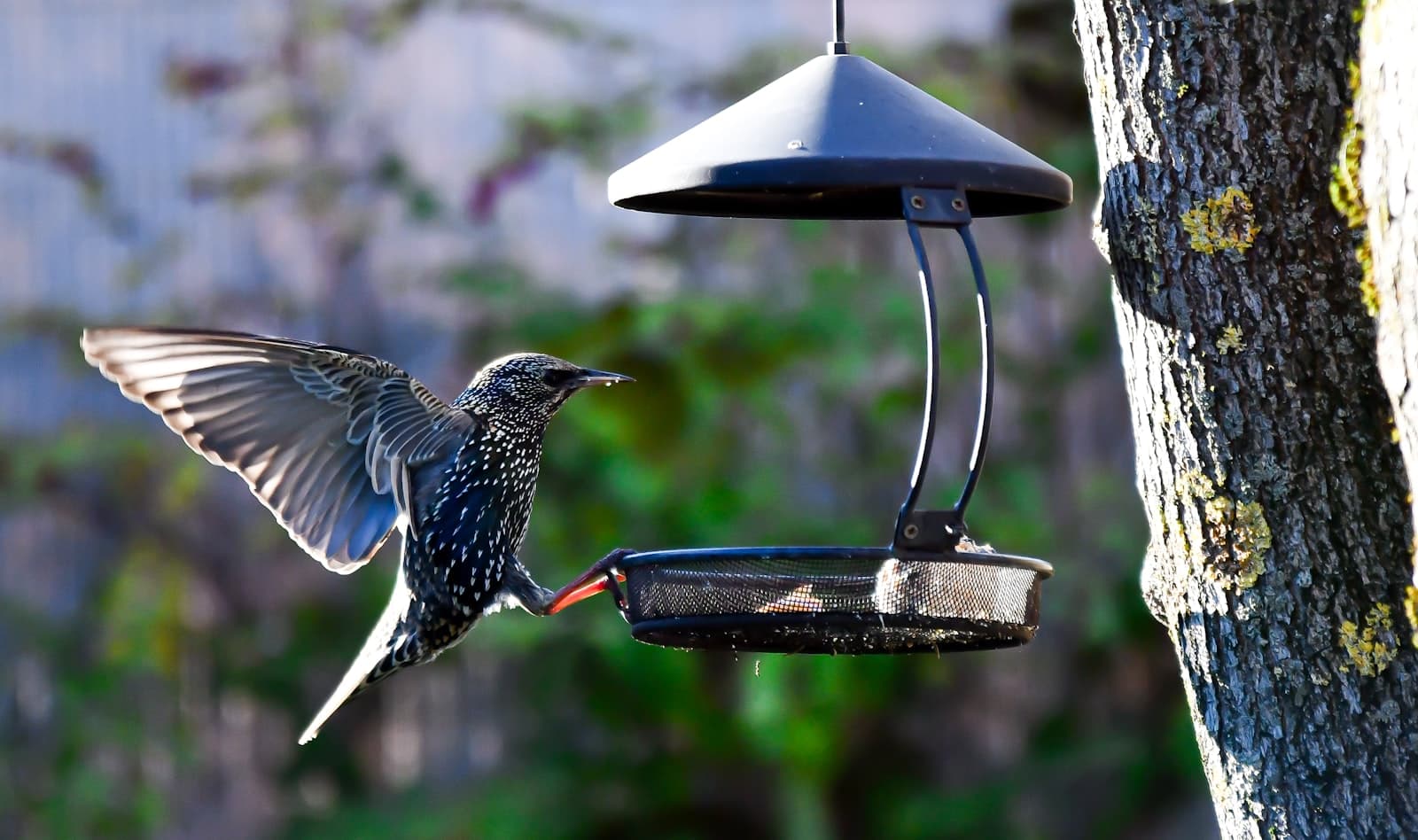 Moulins — a bird flying towards a bird feeder hanging from a tree
