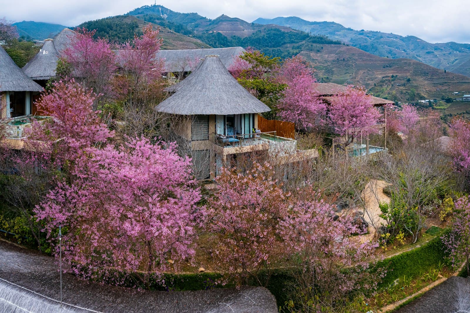 Mù Cang Chải — Thatched roof huts nestled among blooming pink cherry blossom trees.