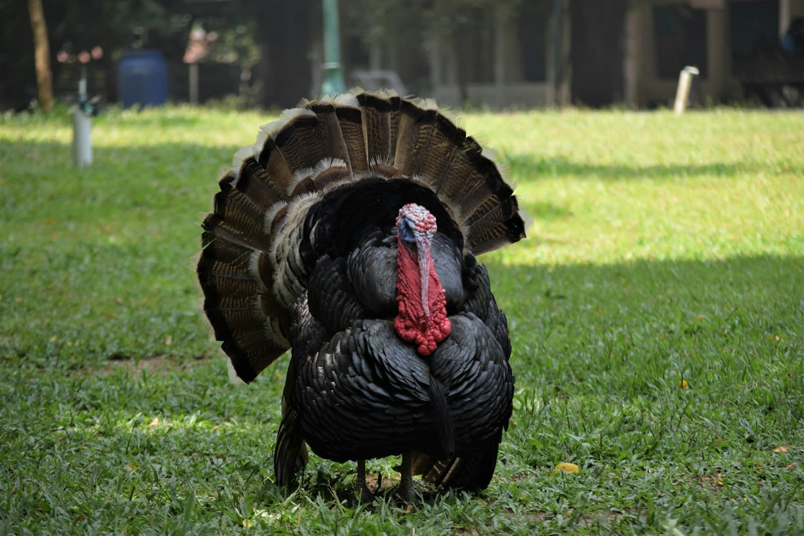 Mudurnu — a large turkey standing in the grass