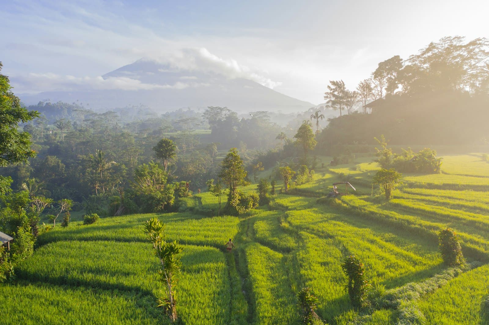 Munduk — green grass field photography