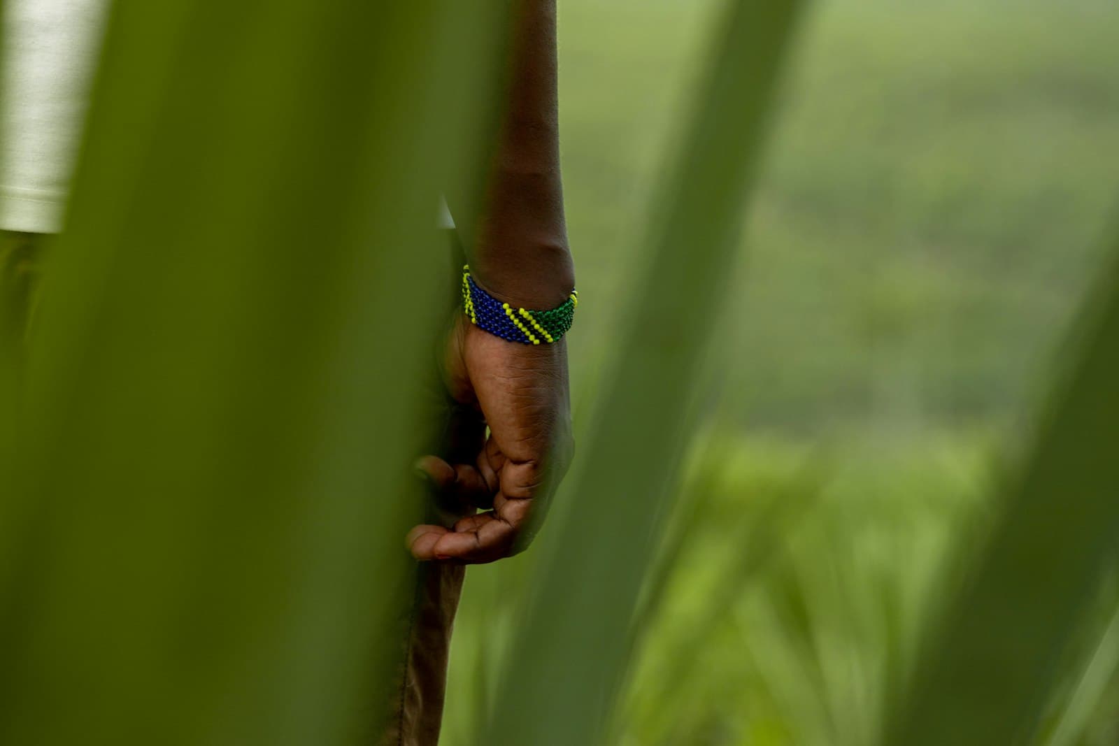 Mwanza — a person holding onto a green plant in a field