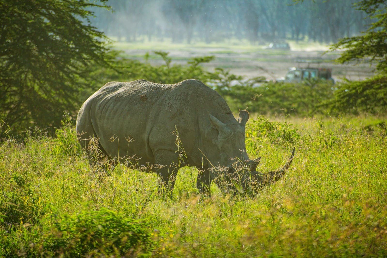 Nakuru — a rhino grazing in a field of tall grass