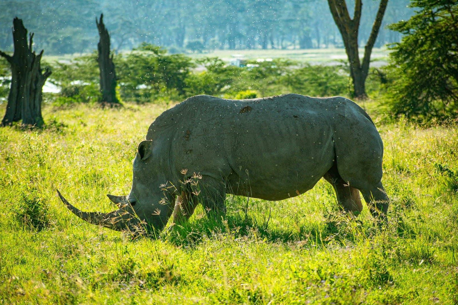 Nakuru — a rhino grazing in a grassy field with trees in the background
