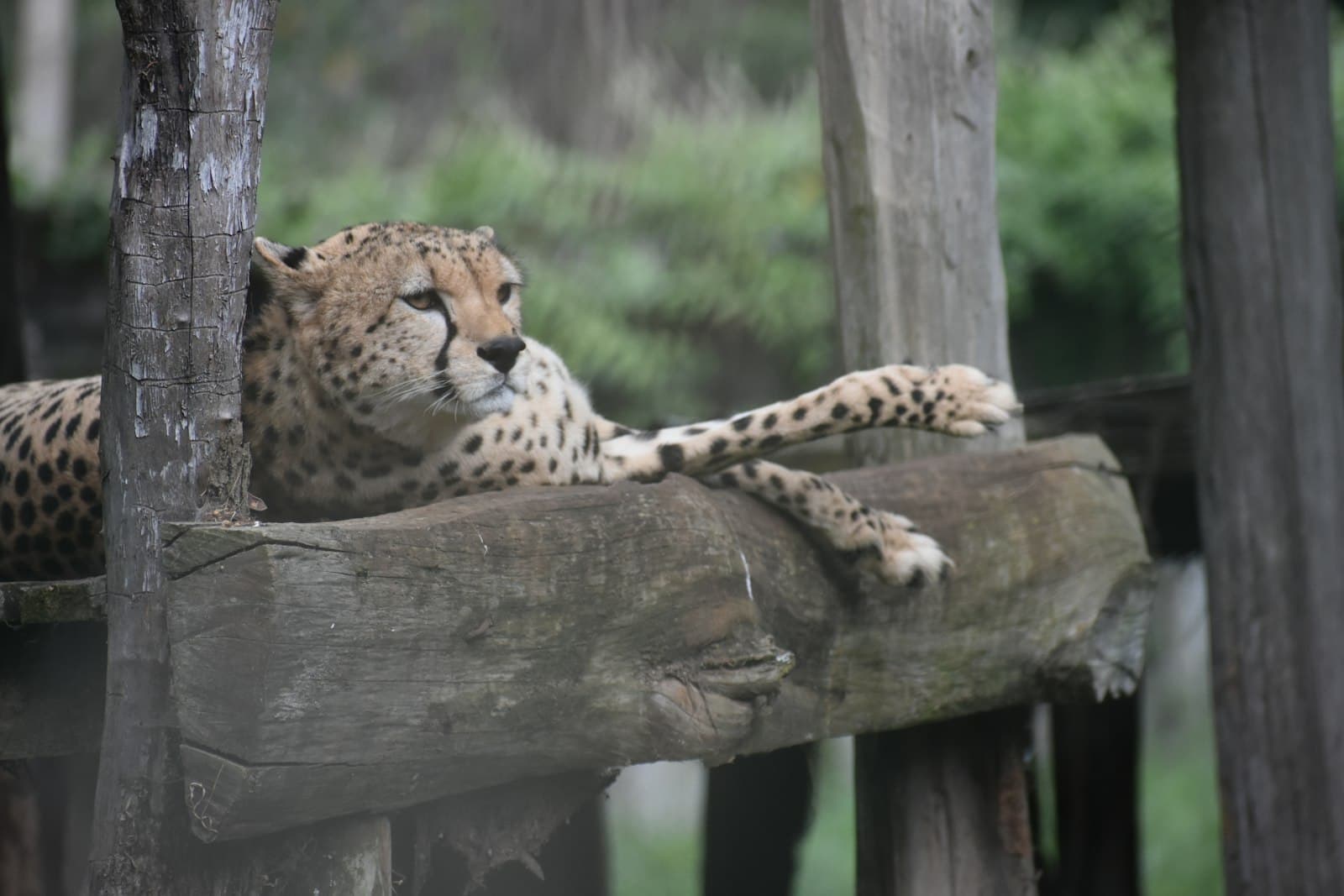 Nanyuki — cheetah laying down on wooden surface