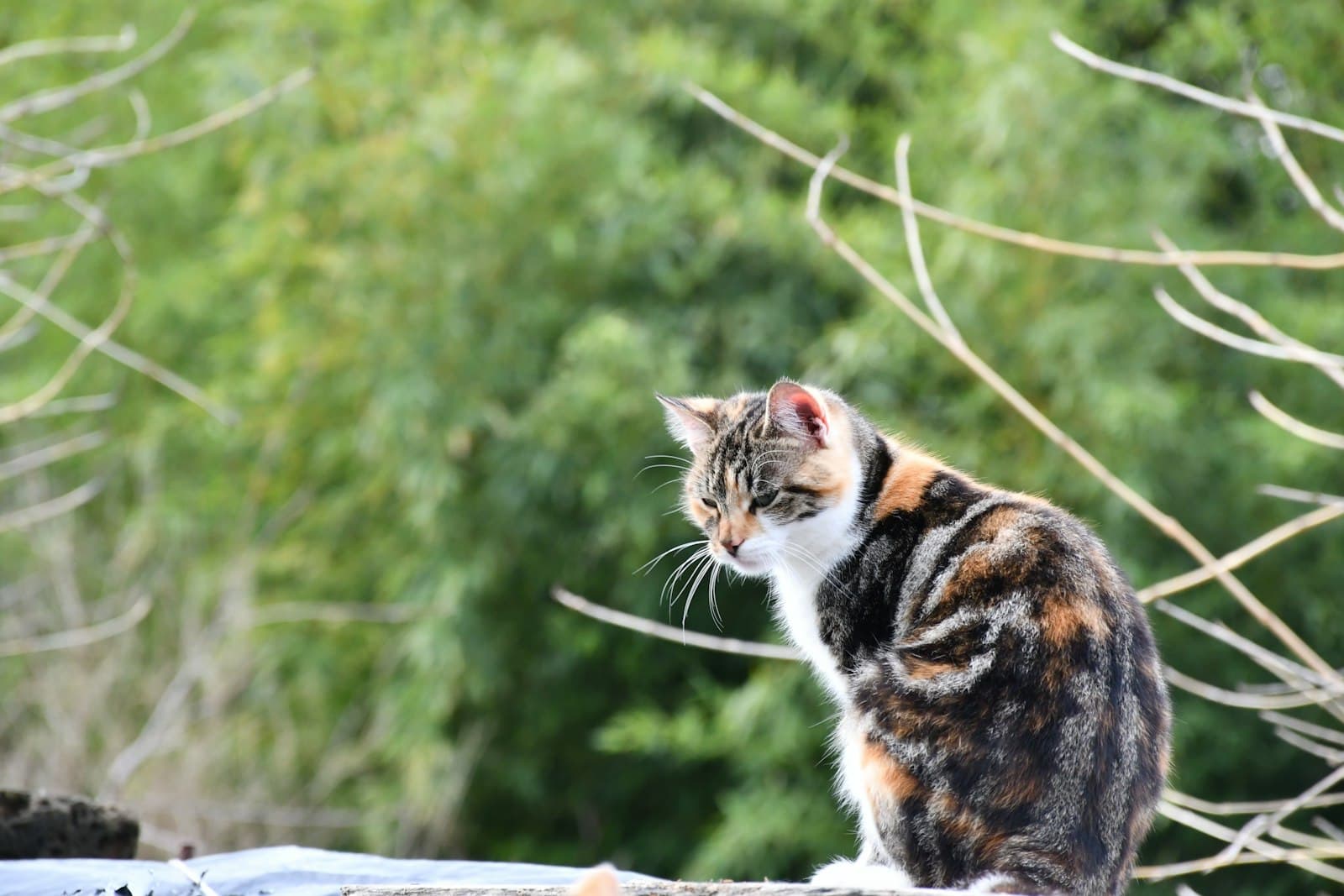 Narni — a calico cat sitting on top of a roof