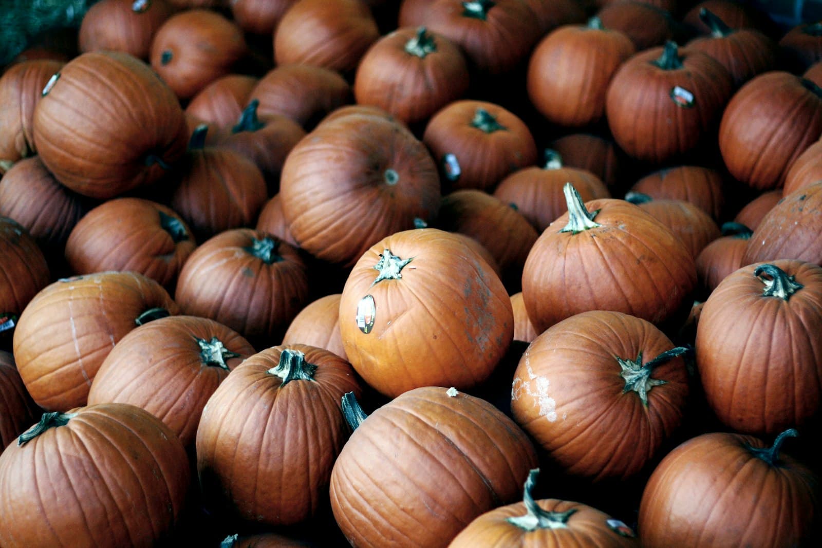 Natchitoches — a pile of onions sitting next to each other
