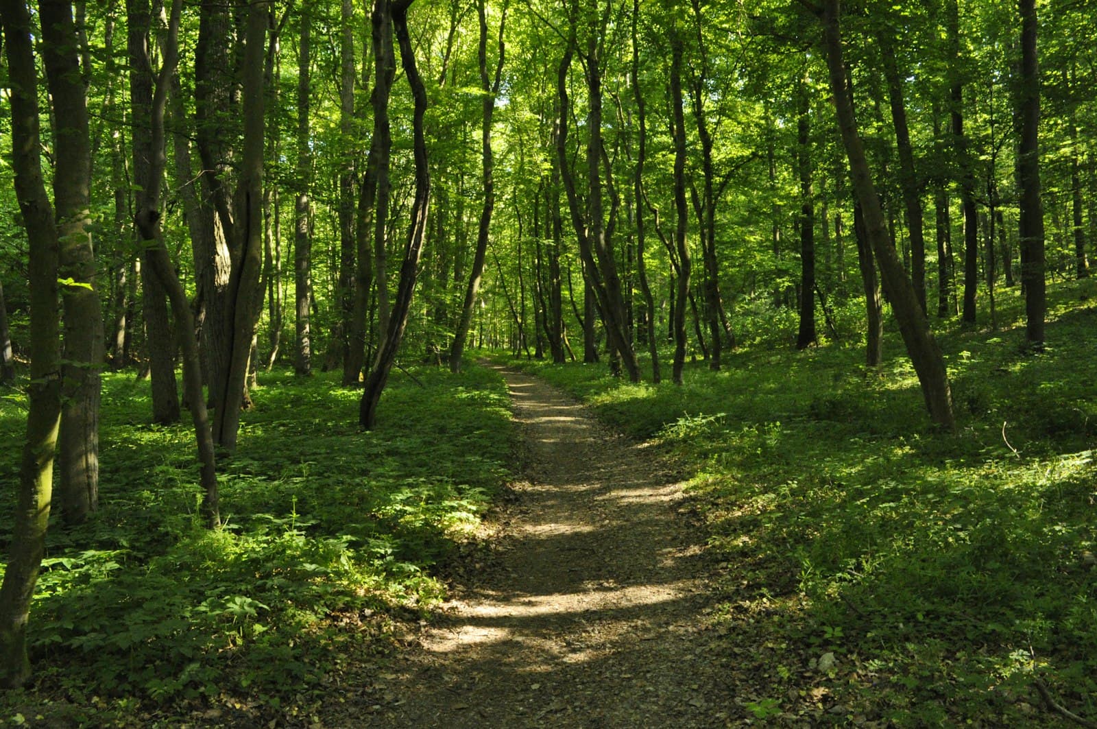 Naumburg (Saale) — green grass and brown trees during daytime