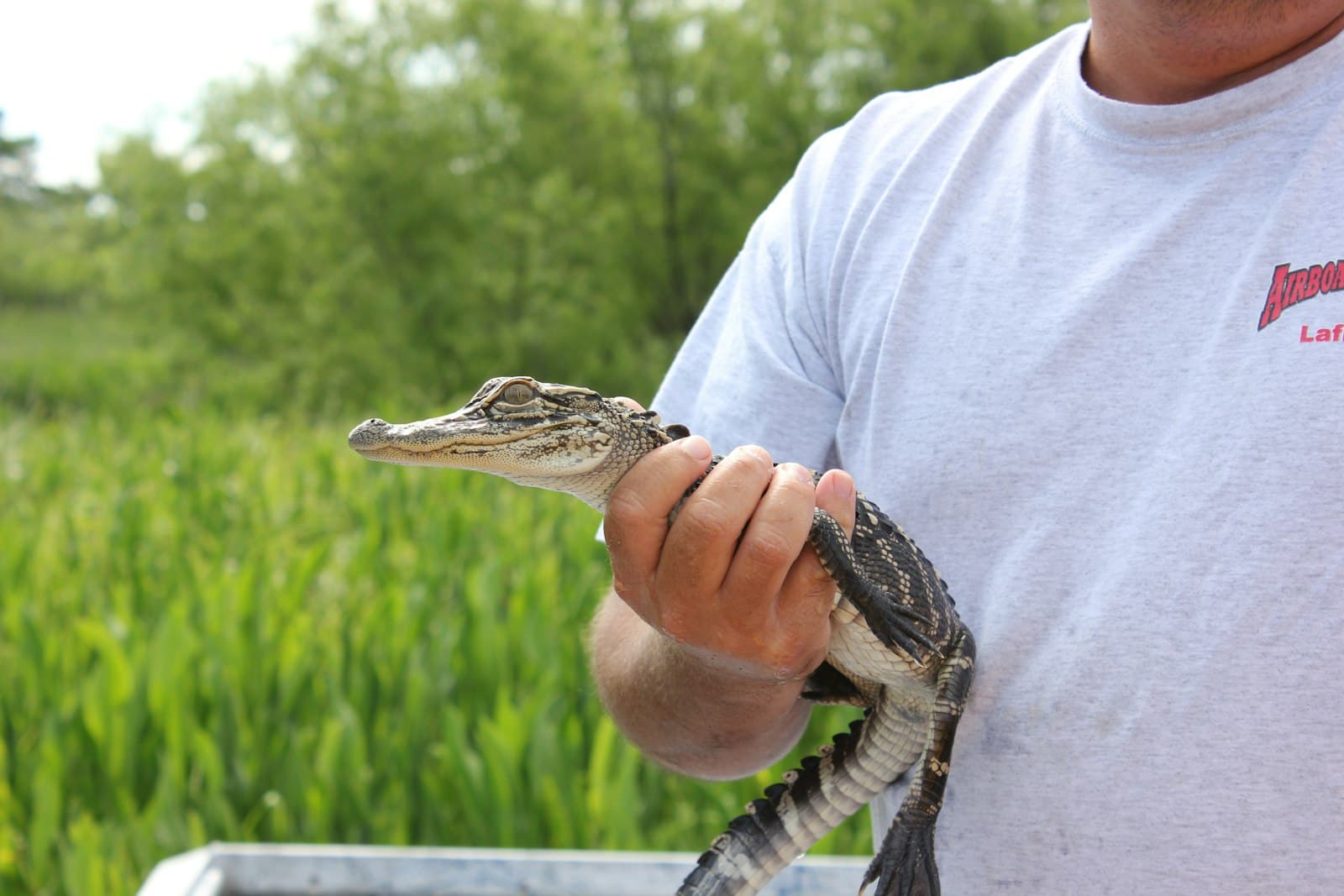 New Orleans — person in white shirt holding brown crocodile