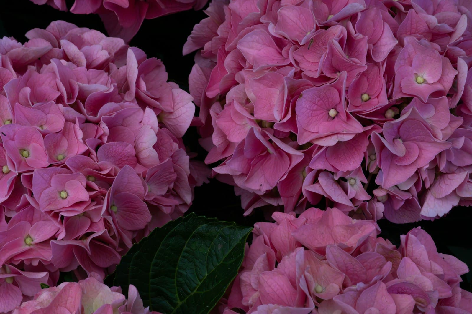 Newmarket — Beautiful pink hydrangea blooms filling the frame