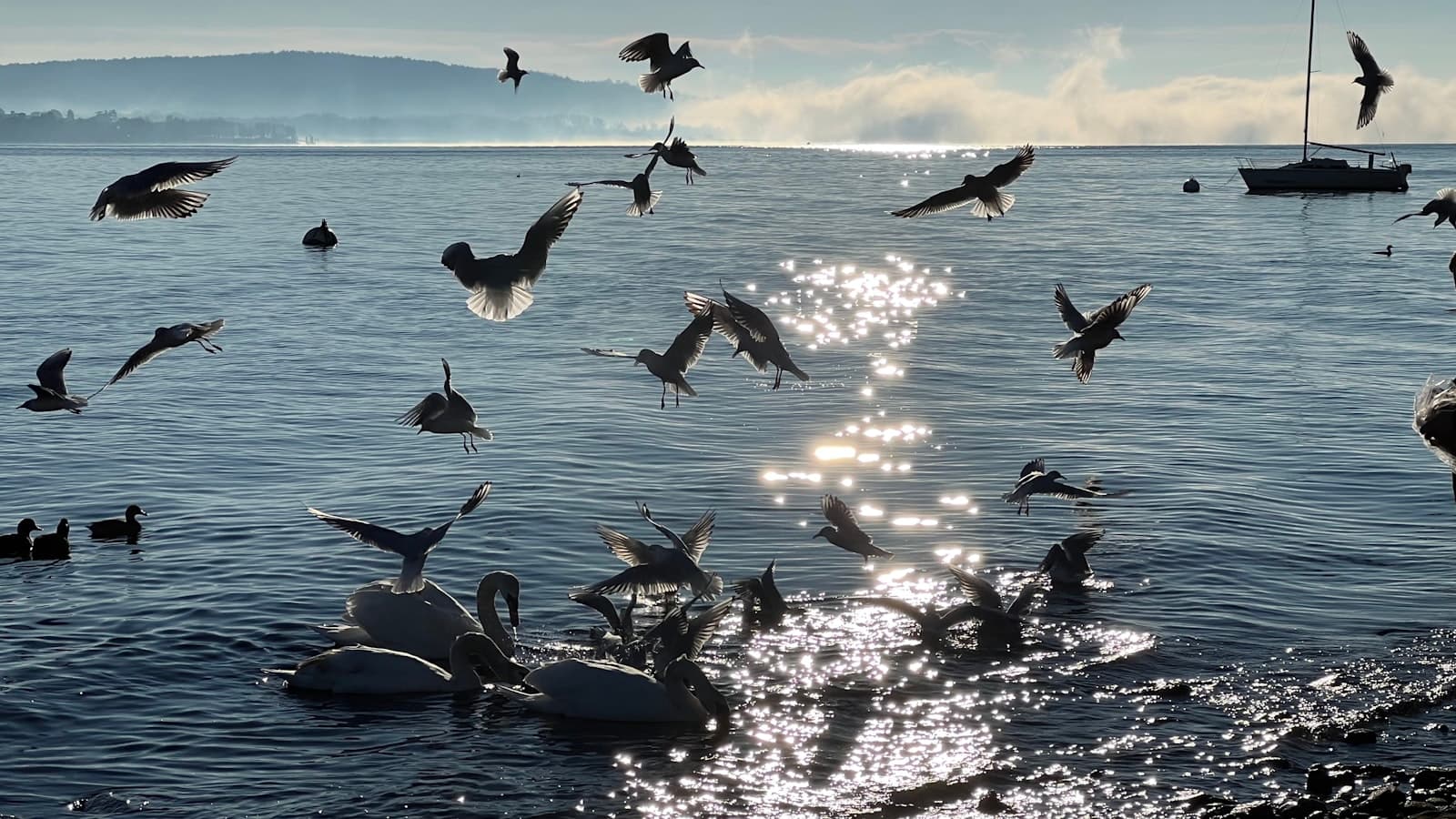 Novara — a flock of birds flying over a body of water