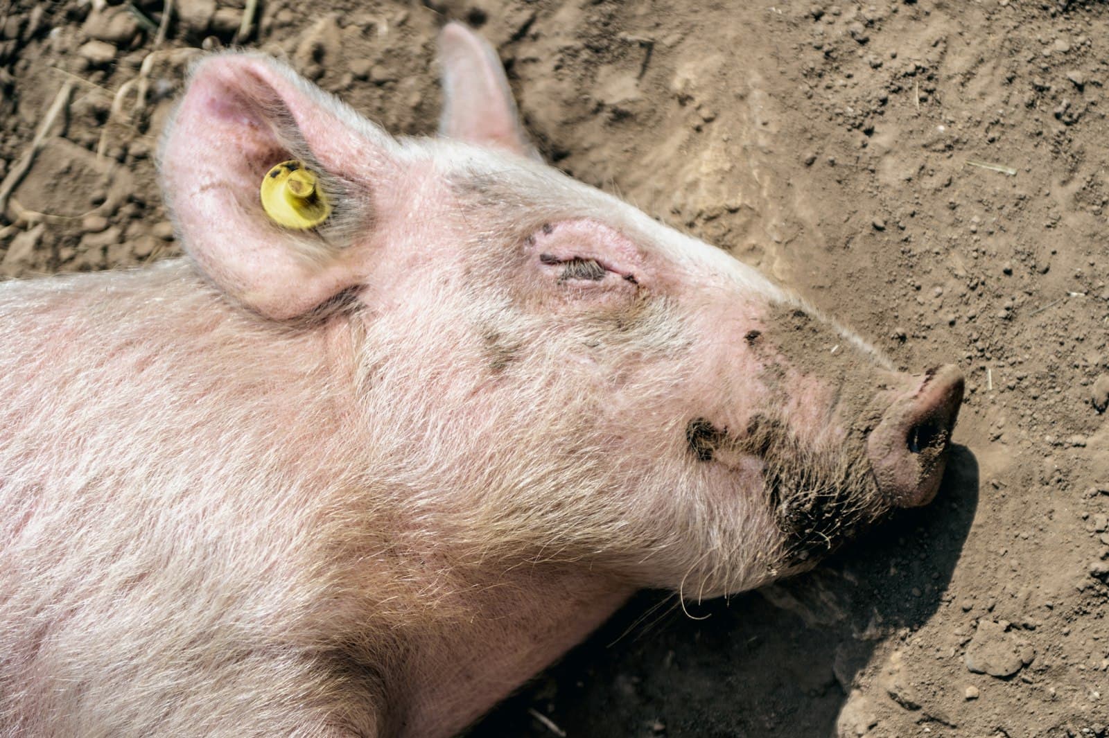 Novara — a pig with a yellow eye patch laying on the ground