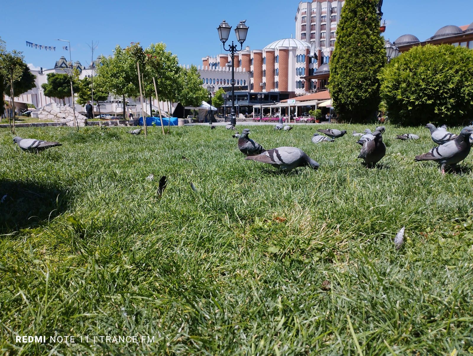 Novi Pazar — a flock of birds standing on top of a lush green field