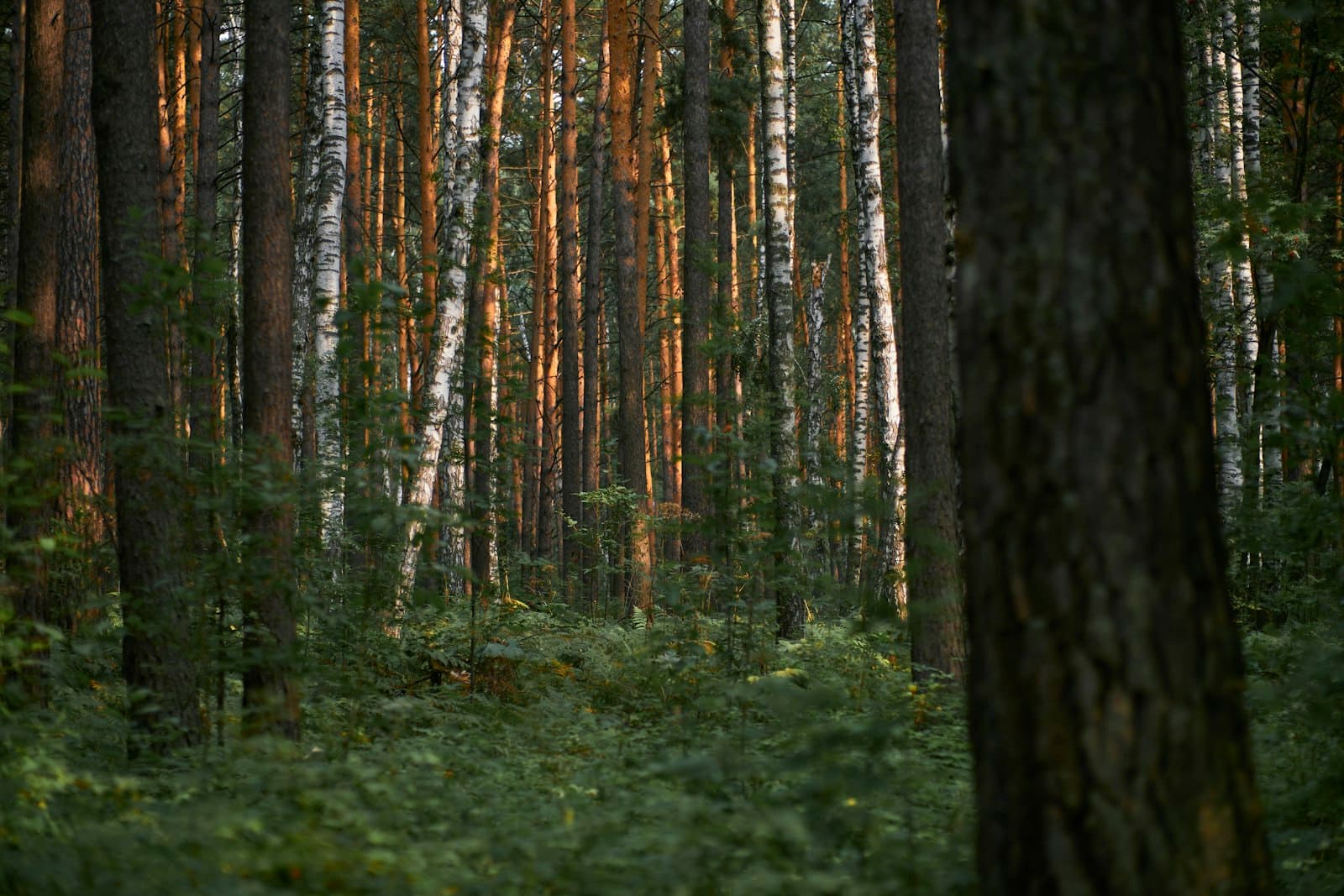 Novosibirsk — a forest of trees