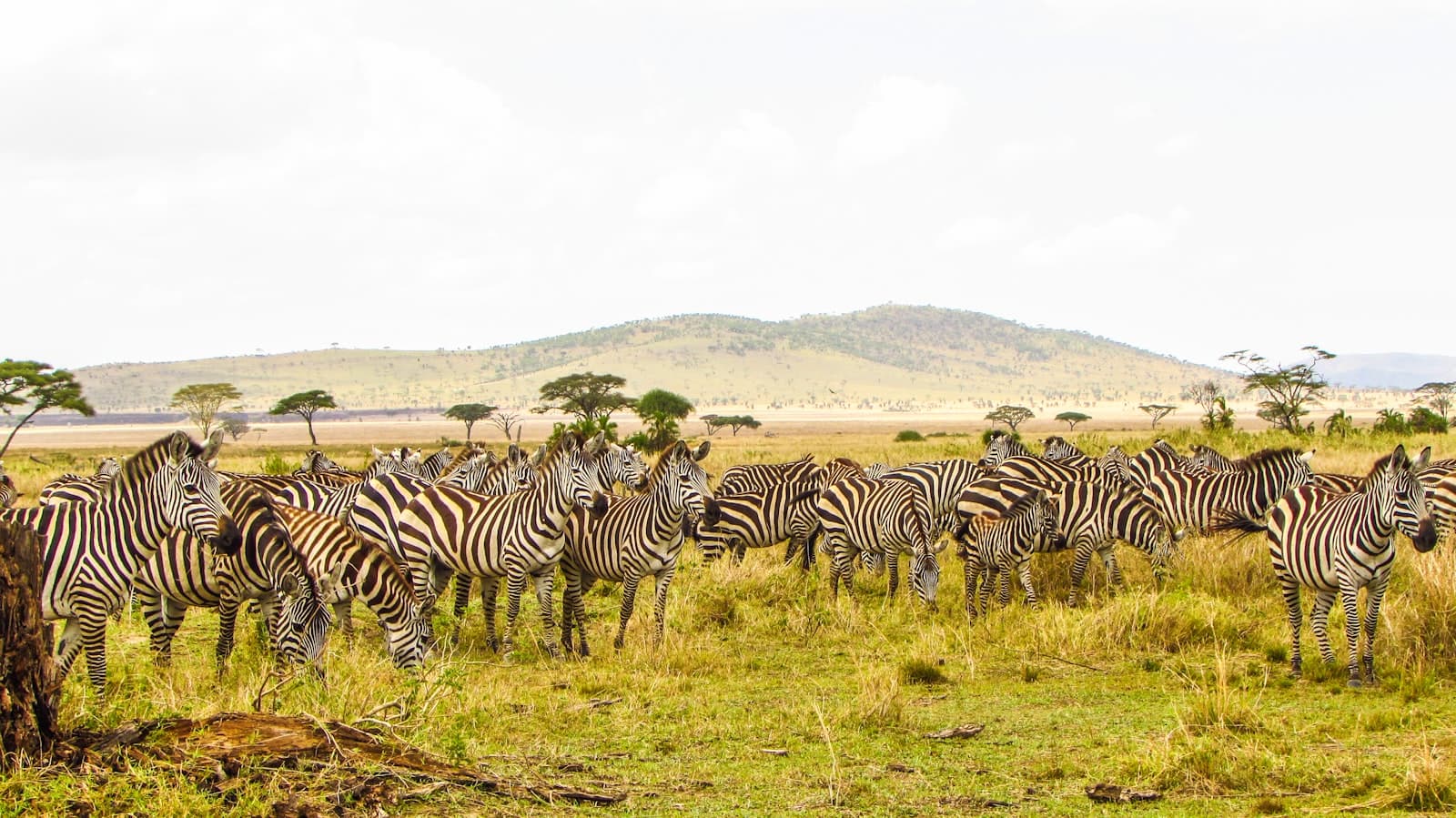 Nungwi — zebra on brown grass field during daytime