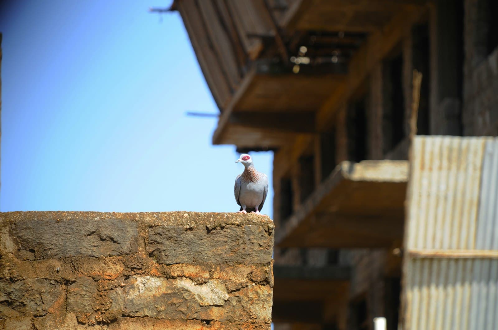 Nyeri — a bird sitting on top of a stone wall