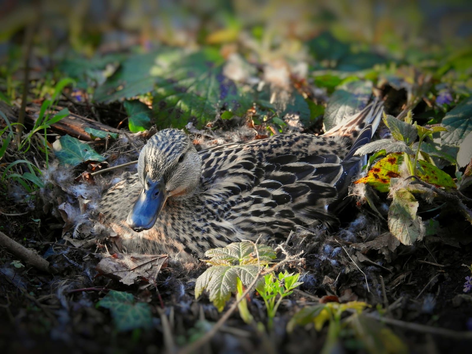 Nymburk — A duck is resting amidst the foliage