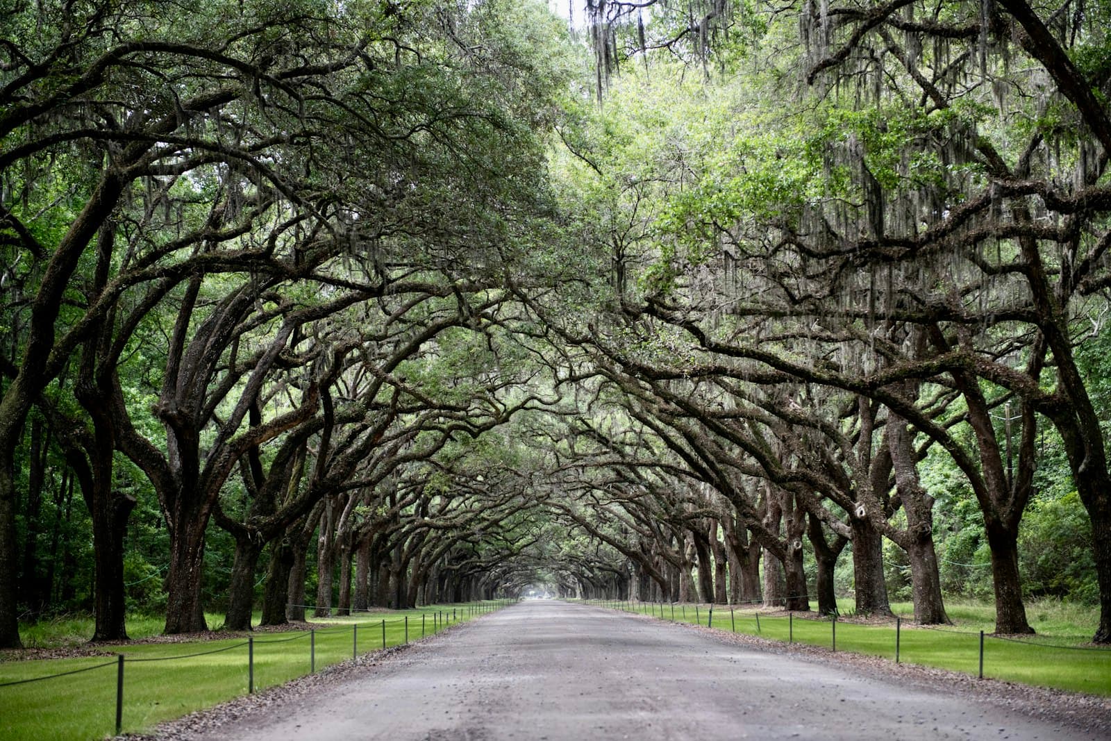 Oak Park — a road lined with trees lined with green grass