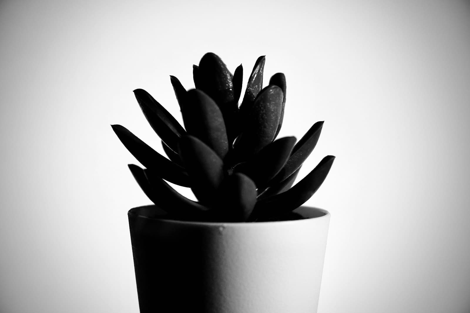 Oakland — green plant in white pot