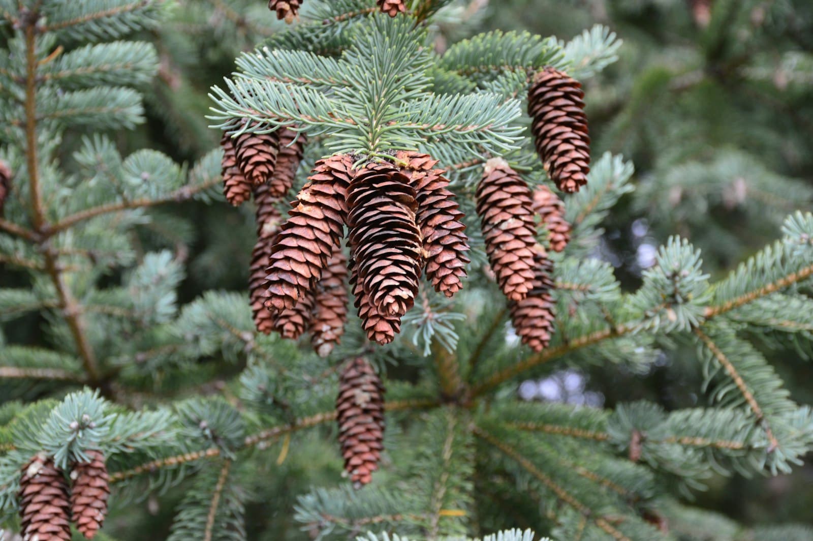 Oakville — a close up of pine cones on a tree
