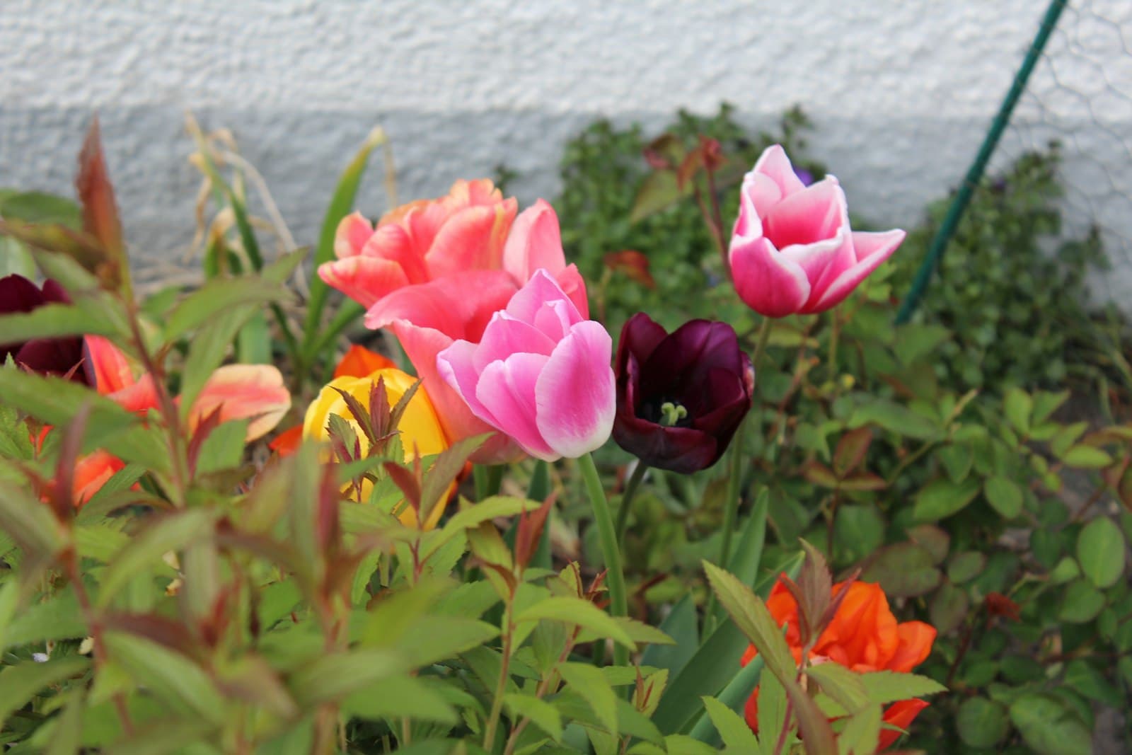 Oldenburg — a group of flowers