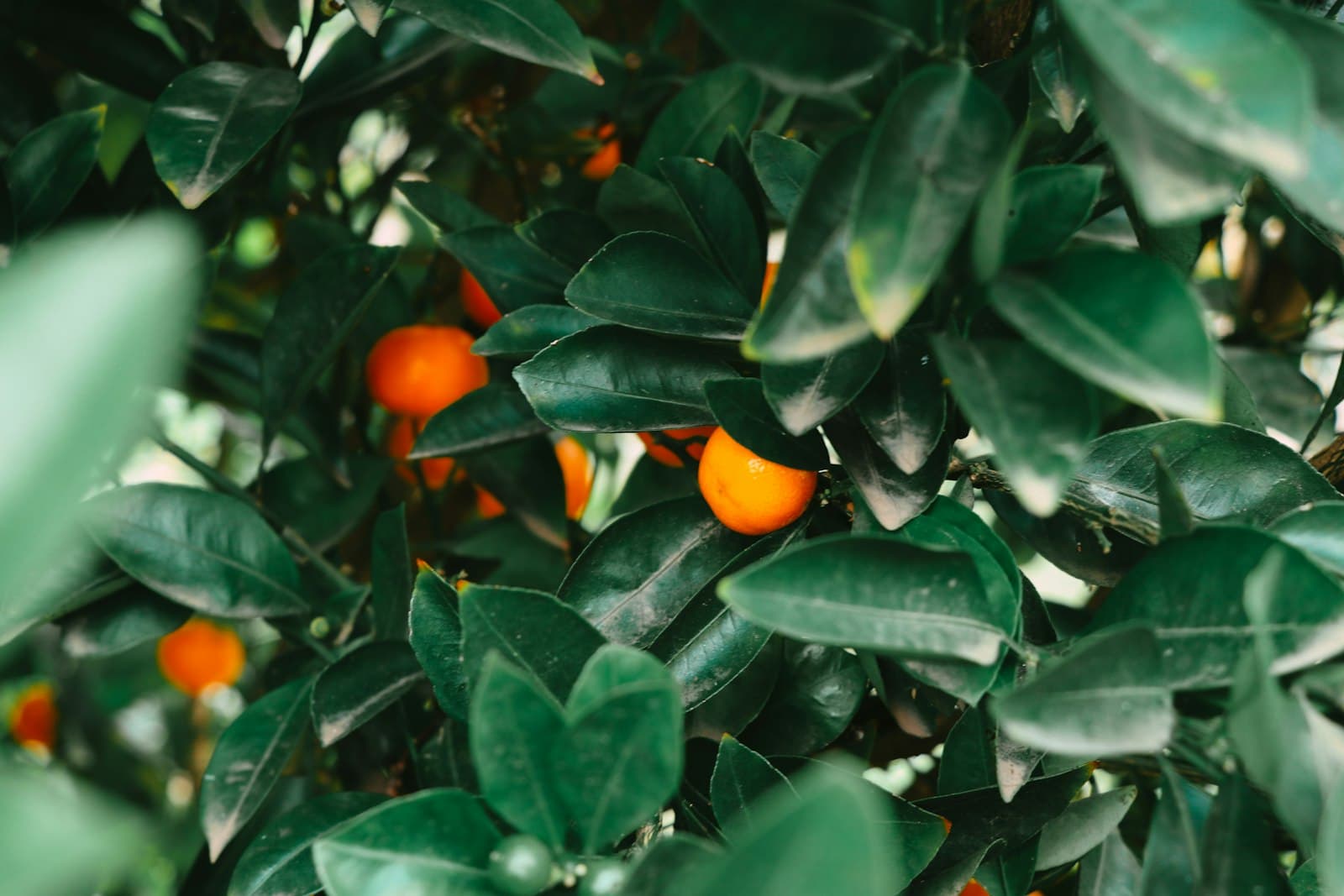 Orange — a tree filled with lots of green leaves