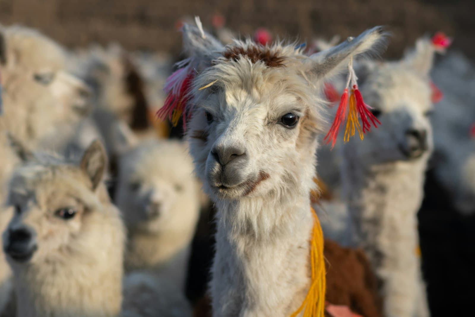 Oruro — a group of llamas standing next to each other
