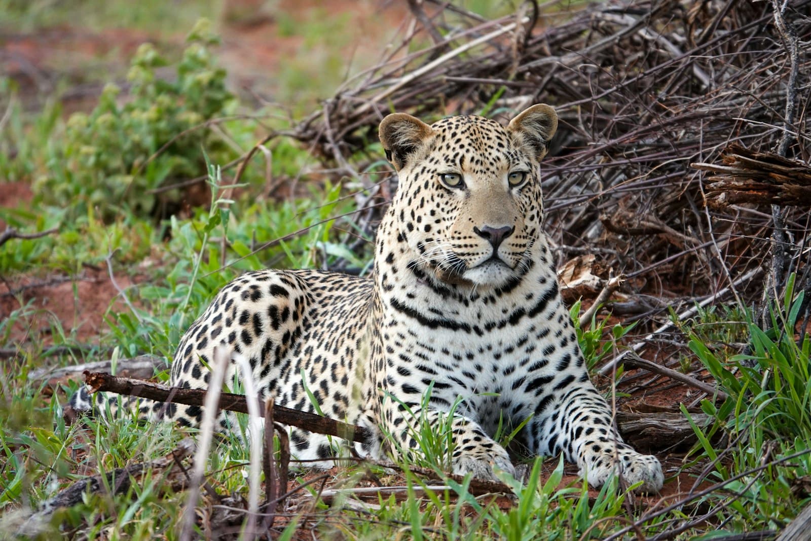 Otjiwarongo — A leopard laying in the grass next to a pile of branches