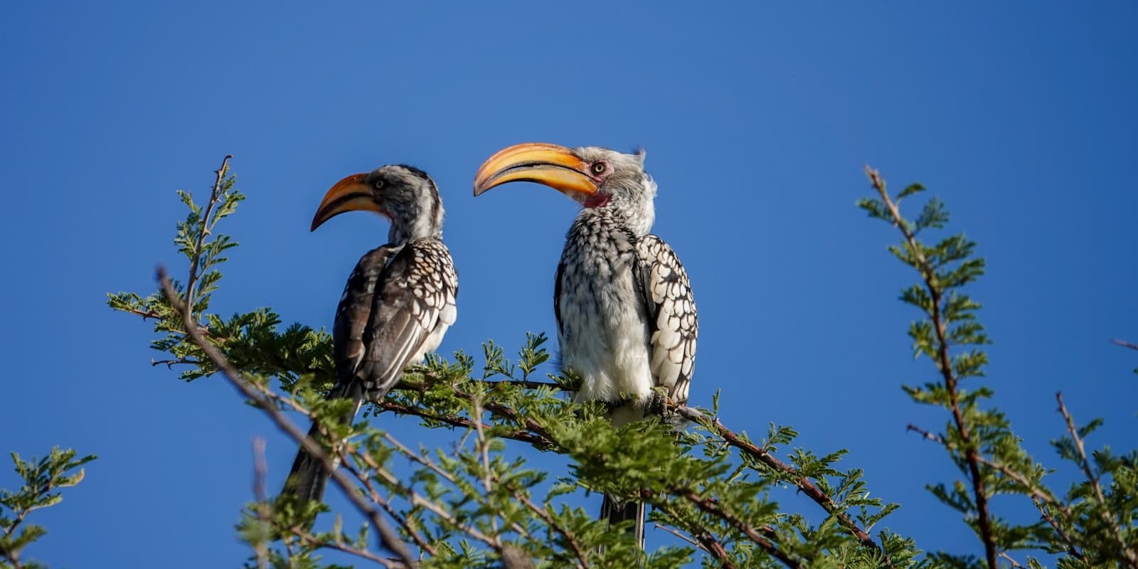 Otjiwarongo — Two birds sitting on top of a tree branch