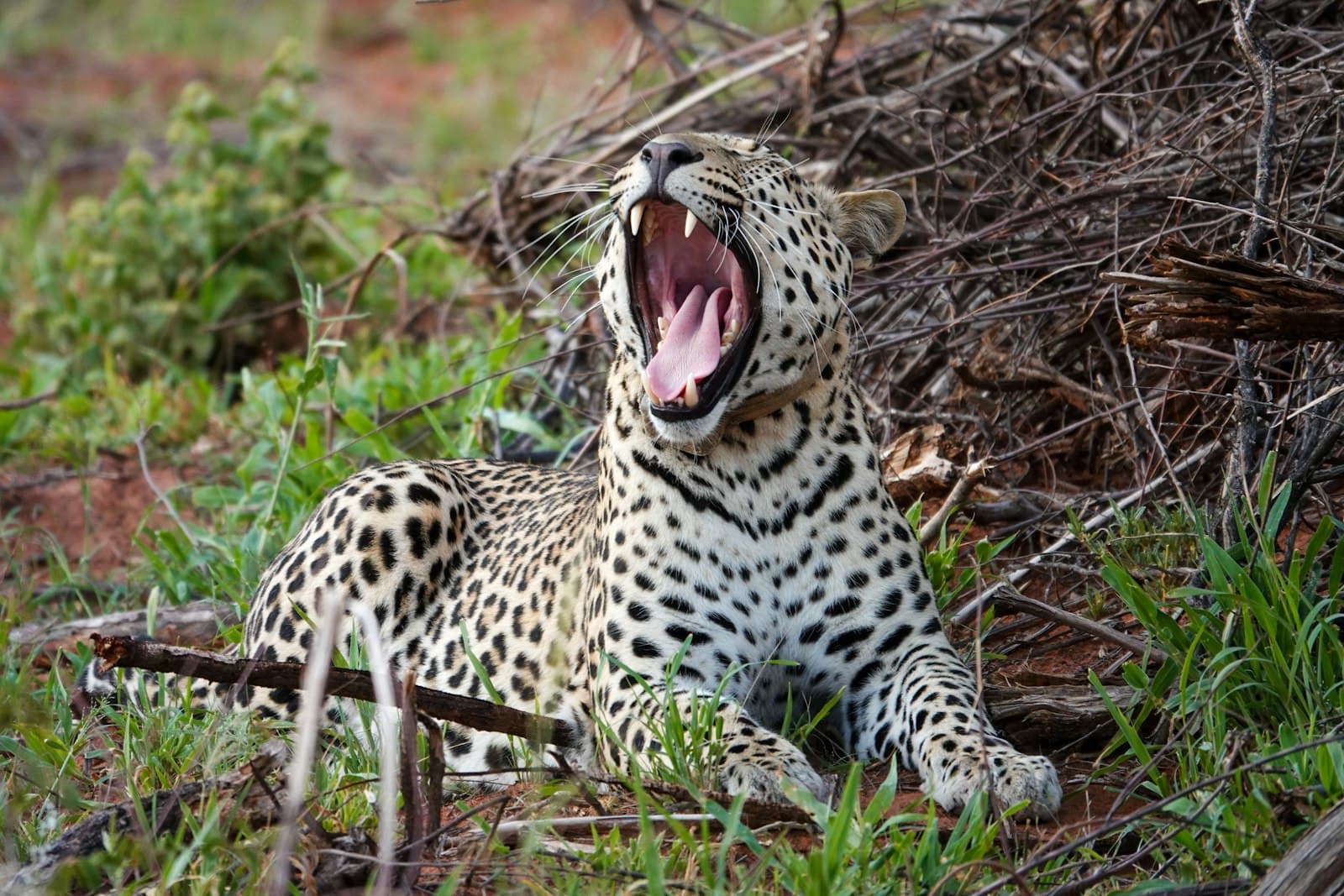 Otjiwarongo — A leopard yawns while laying in the grass