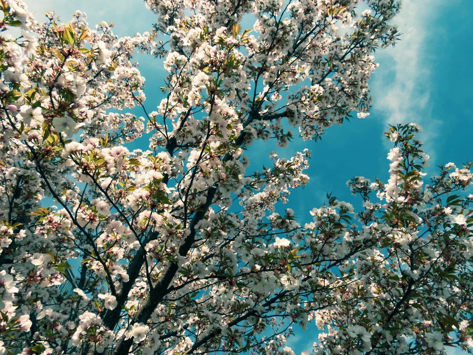 Pardubice — a tree with white flowers