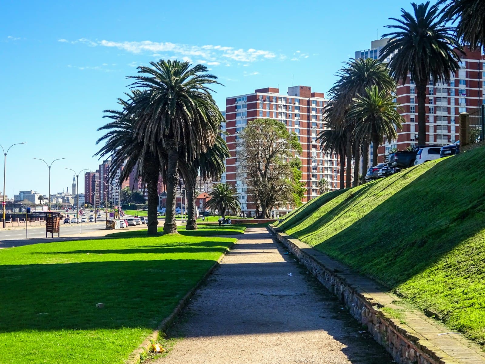 Paysandú — Palm trees line a sunny city street with buildings.