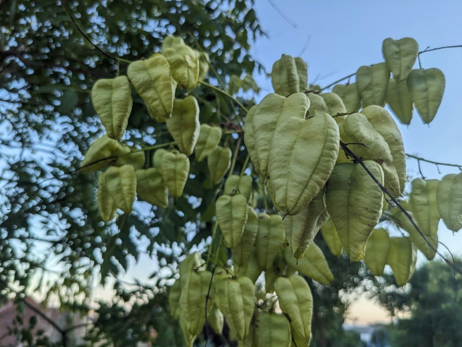 Pécs — a close up of a tree with leaves