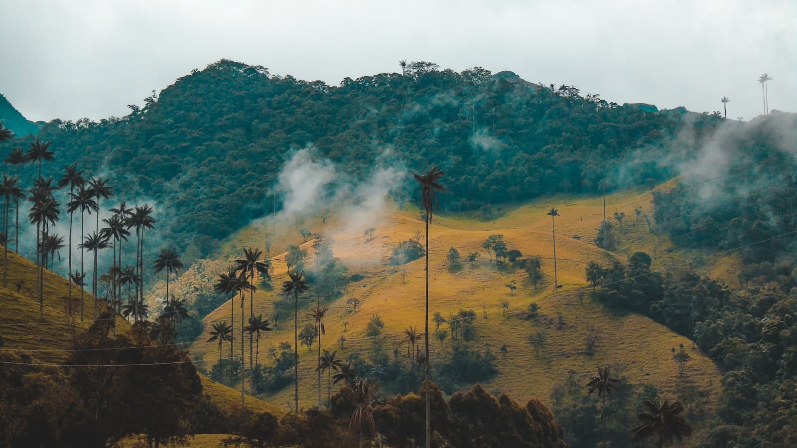 Pereira — smokey mountain with coconut palm trees