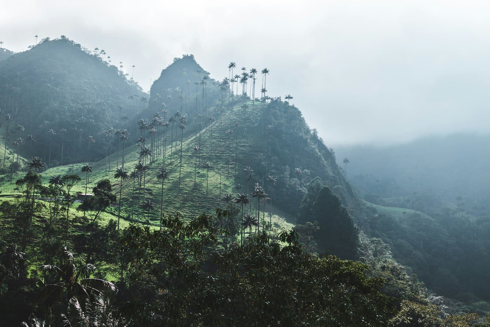 Pereira — green mountain during daytime