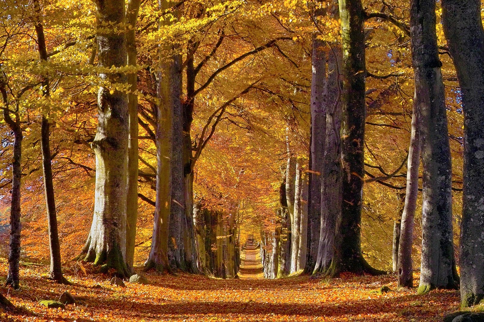 Perth — yellow leafed trees during daytime