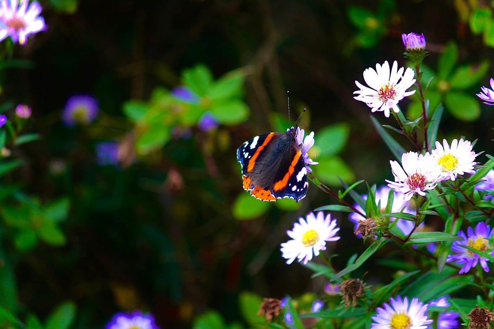 Perth — orange and black butterfly on white flower
