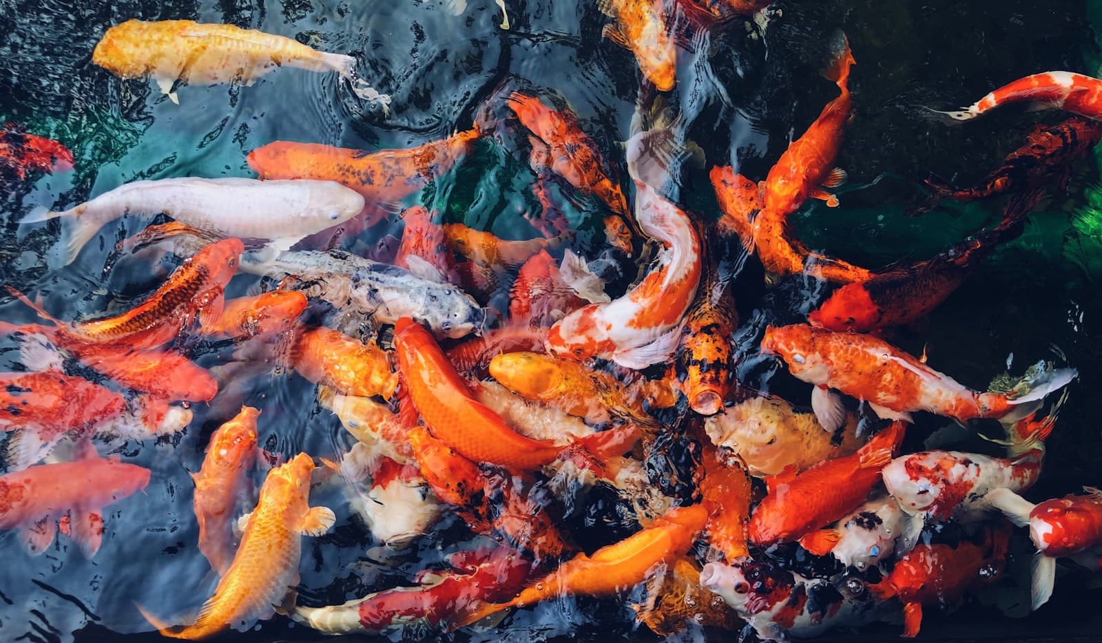 Phrae — school of koi fish