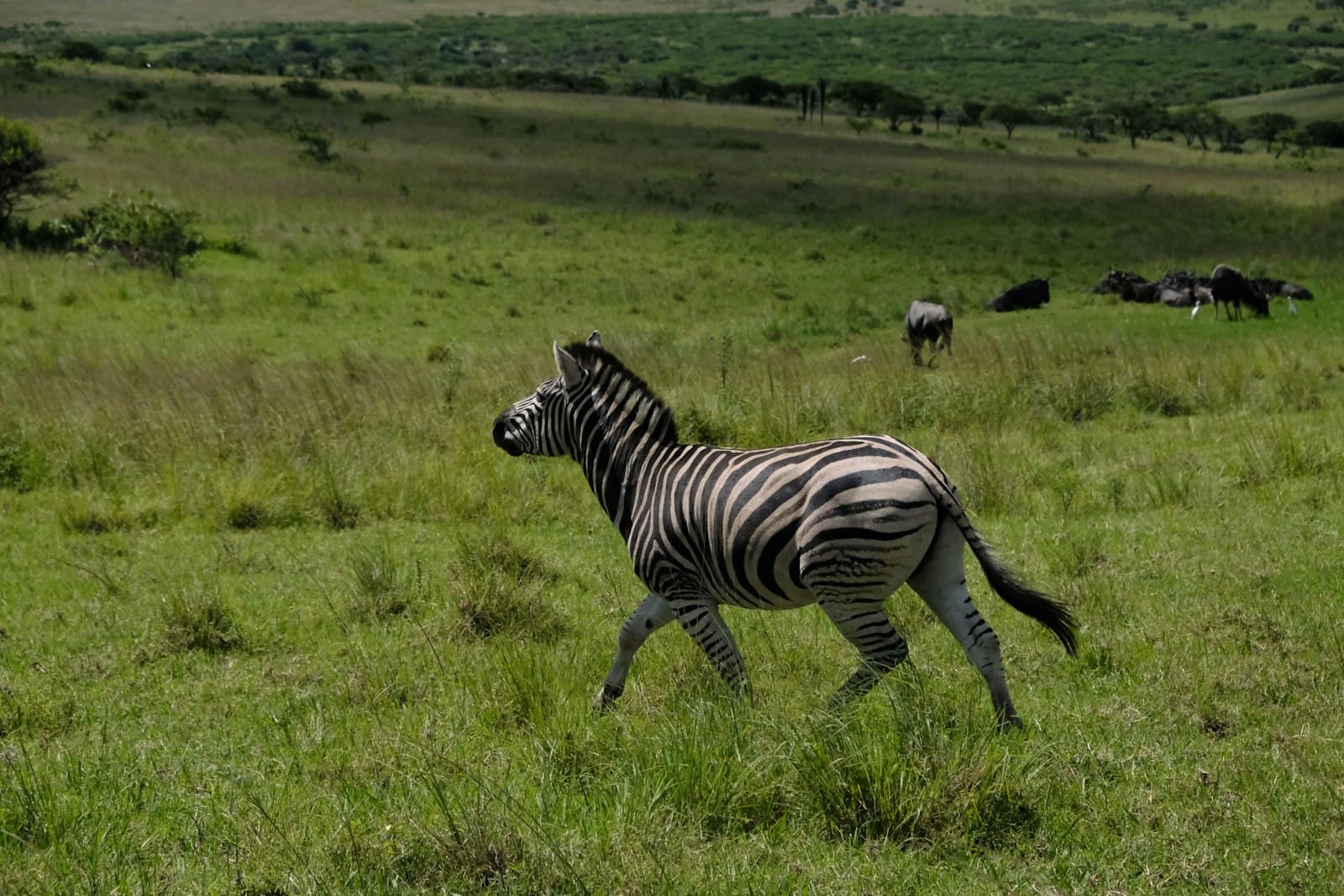 Pietermaritzburg — a zebra is running through a grassy field