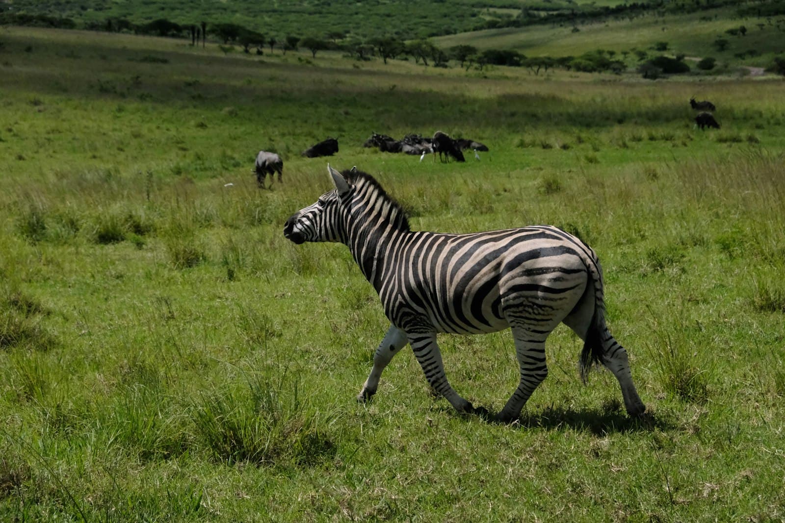 Pietermaritzburg — a zebra is walking through a grassy field